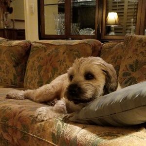 Meet your Posher, Dianne